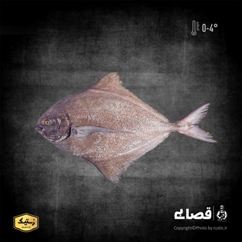 ماهی حلوا سیاه دو کیلوگرمی