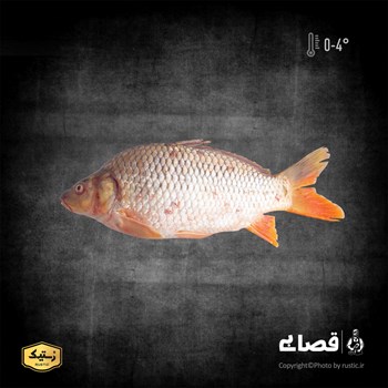 ماهی کپور یک و نیم کیلوگرمی