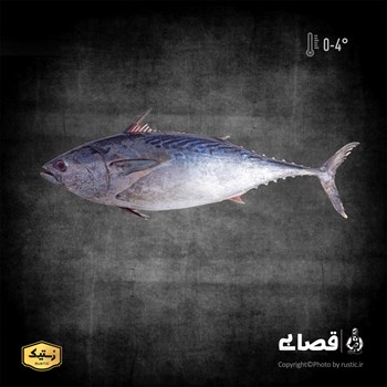 ماهی تن- دو کیلوگرمی