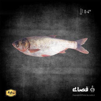 ماهی آزاد- یک و نیم کیلو گرمی