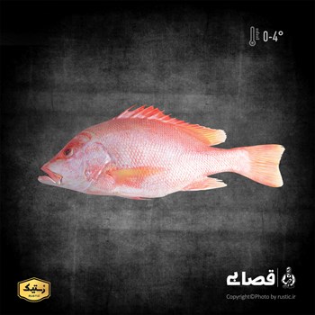 ماهی سرخو دو کیلوگرمی