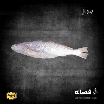 ماهی شوریده - دو کیلوگرمی