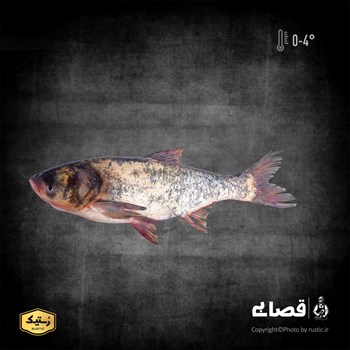 ماهی بیگ هد - دو کیلوگرمی